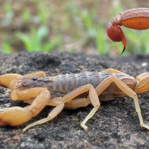 蝎子有什么用途 蝎子主治风疹及中风等病症