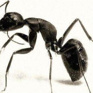 蚂蚁有什么用途 蚂蚁有补肾壮阳作用