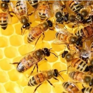 蜜蜂有什么用途 蜜蜂具有攻毒杀虫、祛风止痛等