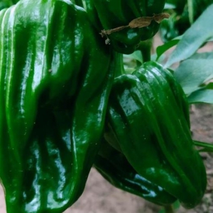 青椒也能预防癌症吗 吃青椒好处一览