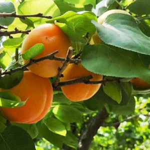 吃杏有保护视力的作用 吃杏好处一览