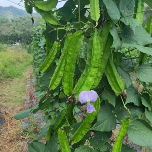 吃四棱豆增强免疫力和记忆力以及防衰老等