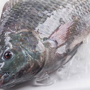 吃罗非鱼有助于防治夜盲症 吃罗非鱼好处一览