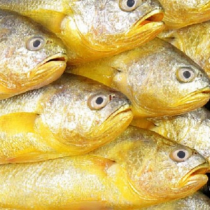 吃黄花鱼能改善失眠多梦 吃黄花鱼好处一览