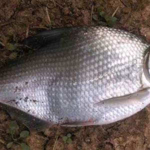 吃鳊鱼可以有效防止血栓的形成 鳊鱼功效作用